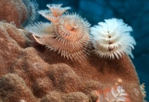 Christmas Tree Worms