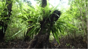 Mangrove epiphyte