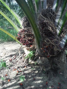 Palm fruits bursting out of a palm tree across from the Tungog Rainforest Eco Camp