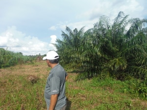 Roslin showing us an area that had been encroached by a palm plantation that they had cleared twice before they gave up.