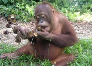 Naru-enjoying-a-rambutan-feast_335_241_85_s_c1_l_t_0_0