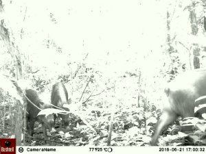 This photo was captured with a camera trap placed in the Eco Camp. It's a family of pigs!