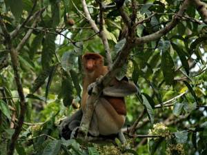 Proboscis Monkey