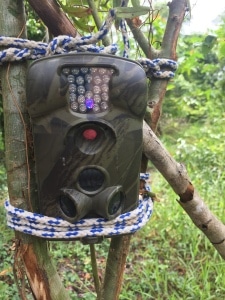 Three camera traps were deployed like this one. This camera trap was placed in the unsuccessful restoration site.
