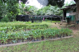 There are over ten species of trees being propagated at KOPEL's tree nursery (Photo Credit: Sarah Cater)