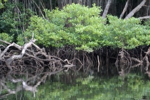 Mangrove Root system (PC: Sarah Carter)