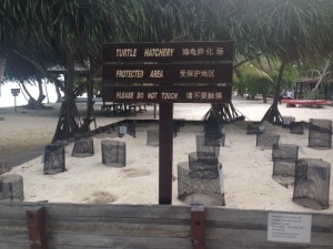 turtle hatchery