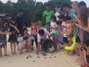 turtle release