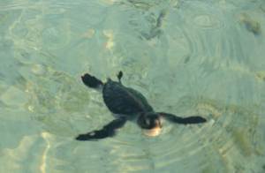 turtle swimming crop