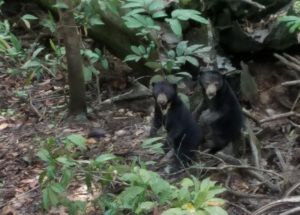 Two Young Sun Bears alert to a noise from the viewing platform.