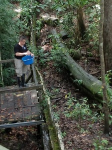 Dr. Hon Wong Siew Te, D.J.N., founder and CEO of BSBCC throws fruit into the enclosure of three young bears.