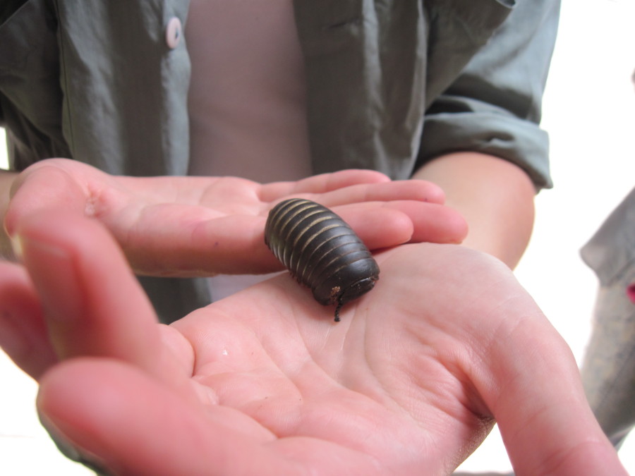 USF Masters student Rubén Mojica holding his new best friend pill millipede Glomeris marginata