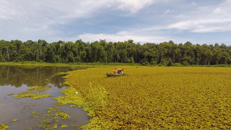 Data collection within the Salvinia field. 