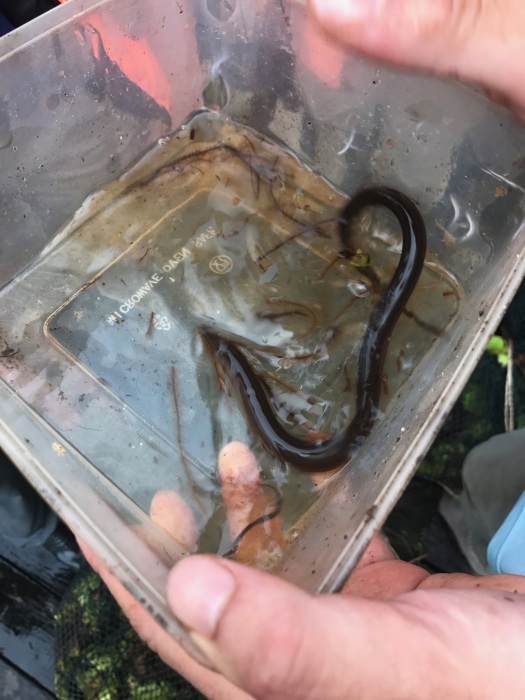 A swamp eel. 