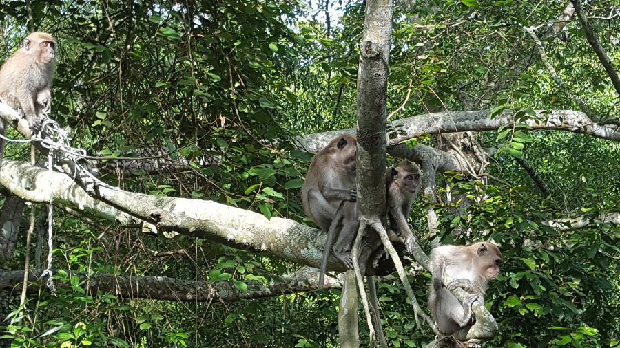 A group of long-tailed macaques playing in the trees near the canopy walk. Sometimes it felt like they were watching me as much as I was watching them.