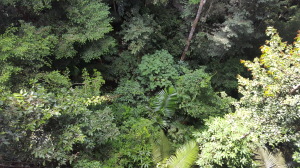 Views looking down one stretch of the canopy walk and down the side. This is one of the few places that you can get this perspective of the forest layers underneath the canopy.