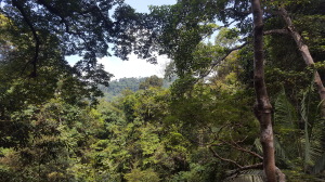 View looking out from the canopy.