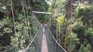 Views looking down one stretch of the canopy walk and down the side. This is one of the few places that you can get this perspective of the forest layers underneath the canopy.