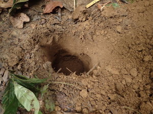 Soil Pit at Area B in the Pin Supu forest 