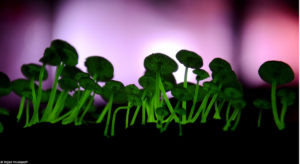 fungi bioluminescent night light nature