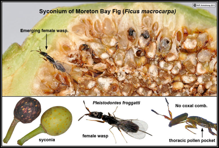 An Oasis of Ficus! Gretchen Coffman
